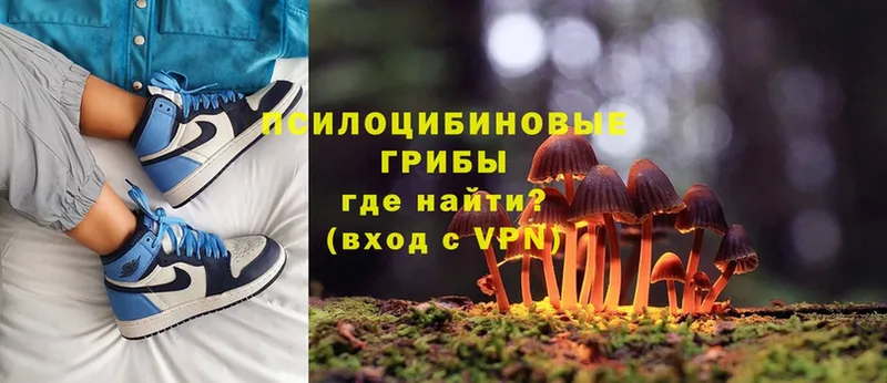 Псилоцибиновые грибы Psilocybe  купить наркотик  Слюдянка 